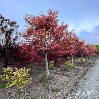 5公分日本红枫