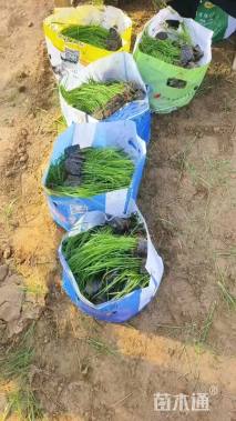 高度40厘米紫穗狼尾草