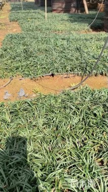 高度5厘米玉龙草