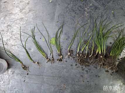 高度20厘米葱兰