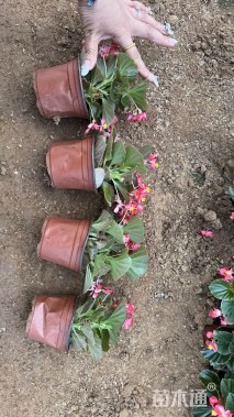 高度18厘米四季海棠