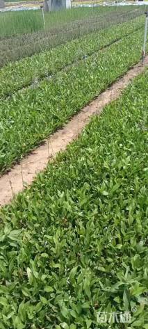 高度10厘米玉簪