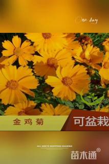 金鸡菊种子金鸡菊种子