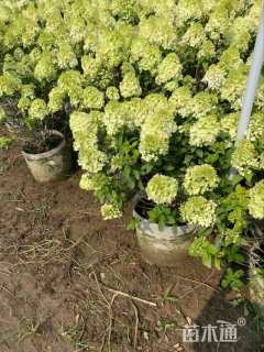 高度80厘米中华木绣球