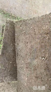 混播黑麦草