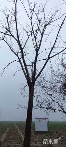 原生苗黄山栾树