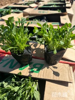 高度20厘米风毛菊