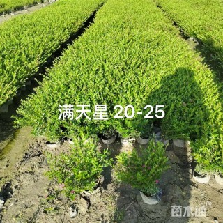 高度100厘米细叶棕竹