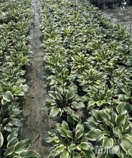 高度20厘米金边玉簪