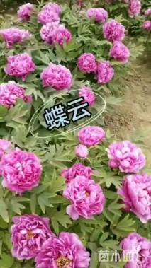 高度20厘米牡丹