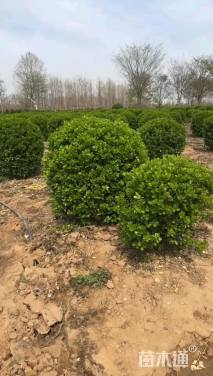 冠幅120厘米卫矛球