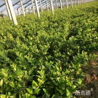 高度30厘米金森女贞