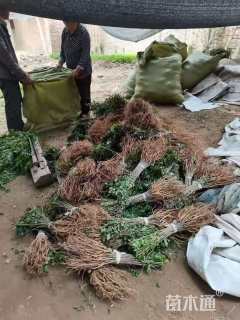 高度100厘米紫穗槐