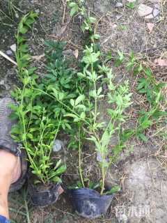 高度60厘米云南黄馨