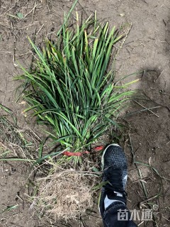 高度35厘米兰花三七草