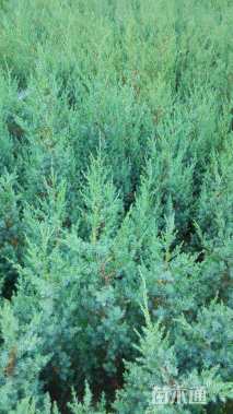 高度110厘米刺柏