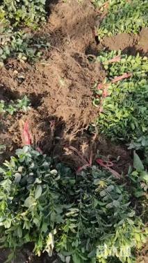 高度60厘米大叶黄杨