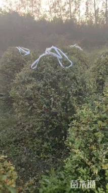 冠幅160厘米火棘球