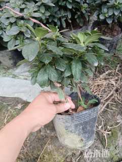 高度20厘米杜鹃