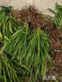 高度25厘米大花萱草