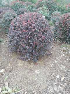 冠幅60厘米石楠球