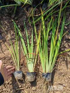 高度20厘米西伯利亚鸢尾