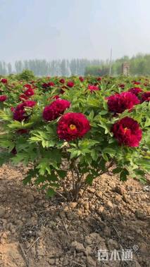 高度30厘米牡丹
