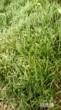 高度15厘米麦冬