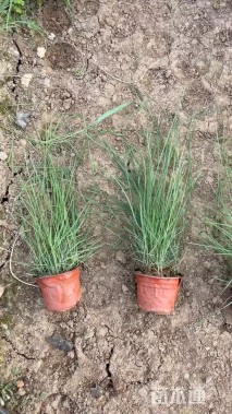 高度80厘米粉黛乱子草