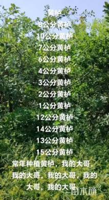 高度100厘米侧柏