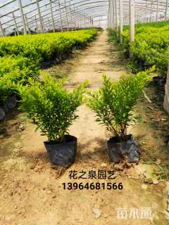 高度30厘米萼距花