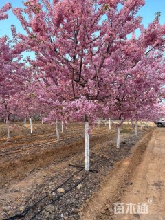 8公分红粉佳人樱