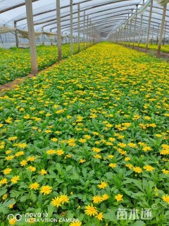 高度20厘米木春菊