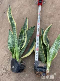 高度50厘米金边虎尾兰