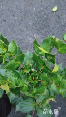 高度50厘米阔叶十大功劳