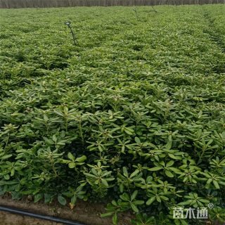 高度45厘米海桐