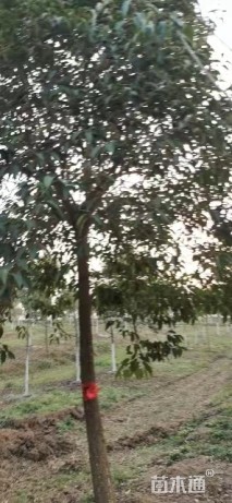 10公分大叶女贞