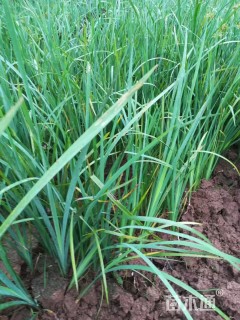 高度20厘米马莲