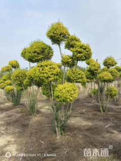 7公分造型亮晶女贞