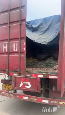 高度20厘米头花蓼