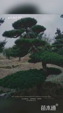 15公分造型五针松