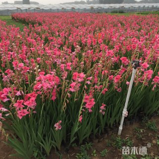 高度40厘米唐菖蒲