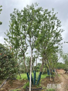 50公分(4杆)丛生乌桕