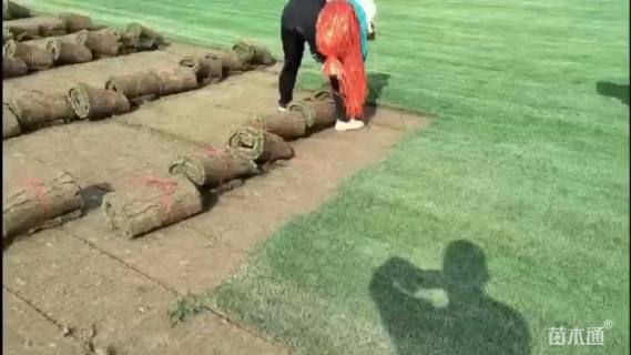 草卷状百慕大草