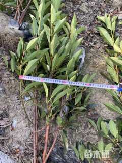 高度80厘米法国冬青