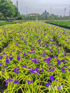 高度35厘米紫露草