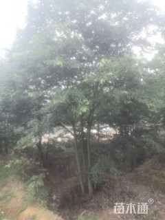 24公分丛生朴树