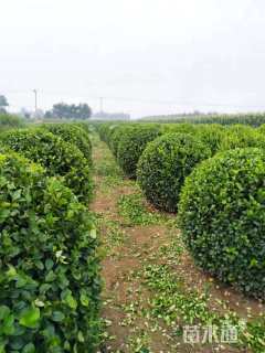 冠幅180厘米卫矛球