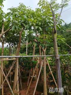 8公分红花风铃木