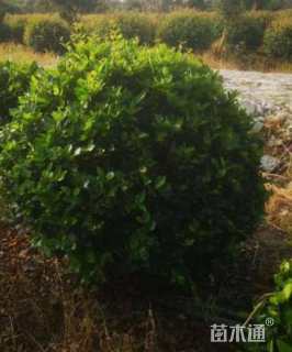 冠幅80厘米海桐球